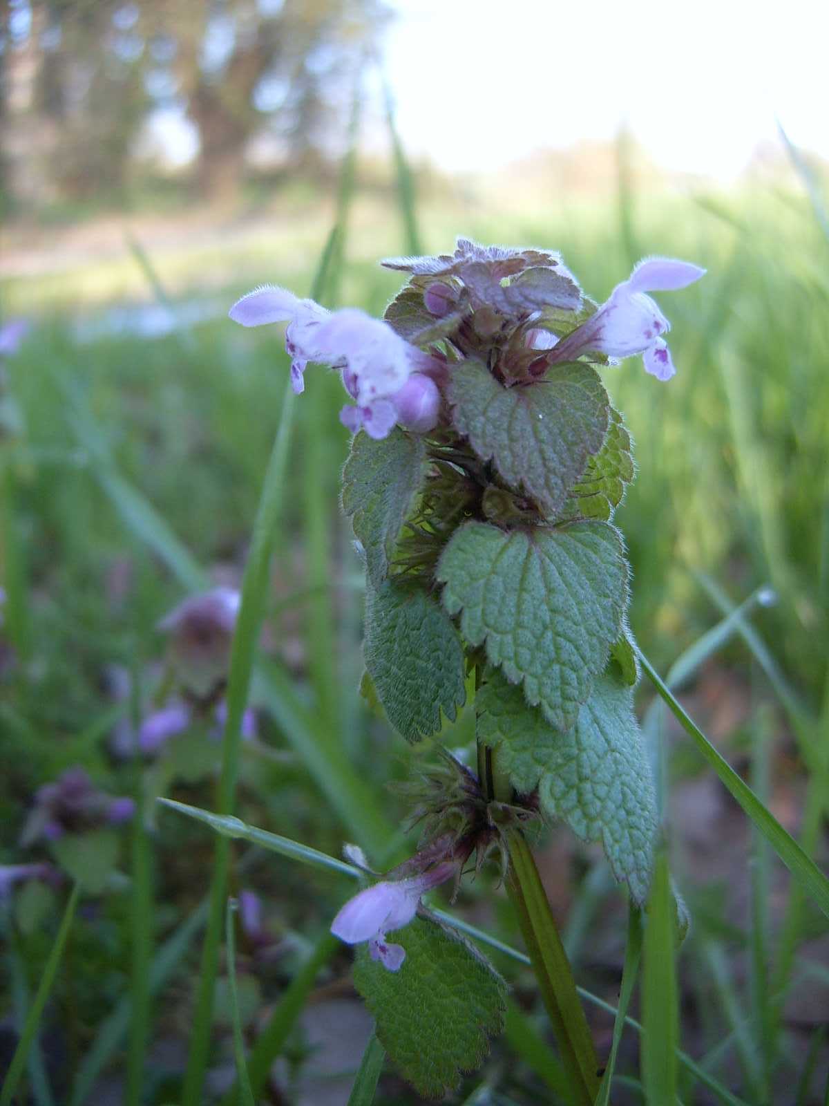 Lamium orvala e L. purpureum